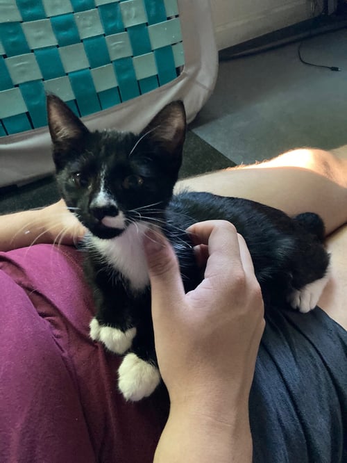 KIMMI - MALE KITTEN - Tuxedo available for adoption