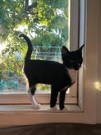 Kimmi - male kitten - Photo 2