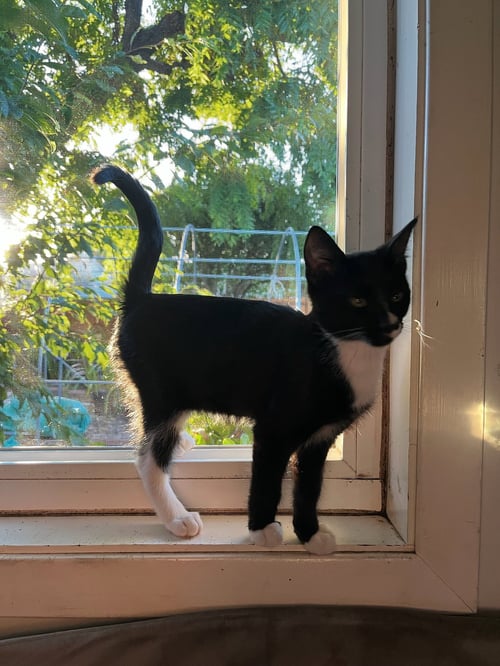 KIMMI - MALE KITTEN - Tuxedo available for adoption