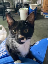 Kimmi - male kitten - Photo 4