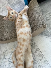 Bad Bunny - male kitten - Photo 3