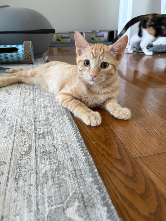 Bad Bunny - male kitten Image