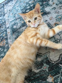 Bad Bunny - male kitten - Photo 2