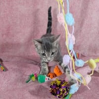 Denali - female kitten - Photo 3