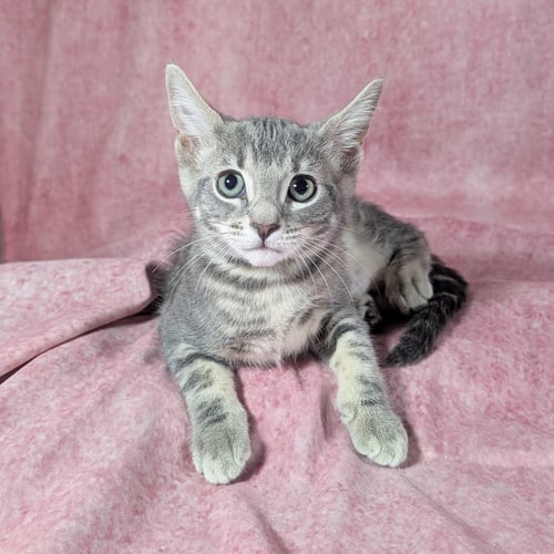 DENALI - FEMALE KITTEN - Tabby available for adoption