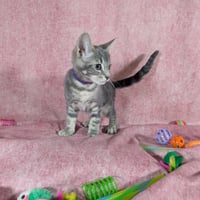 Denali - female kitten - Photo 4