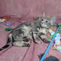 Denali - female kitten - Photo 5
