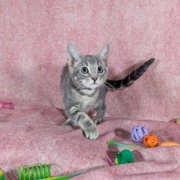 DENALI - FEMALE KITTEN - Tabby available for adoption