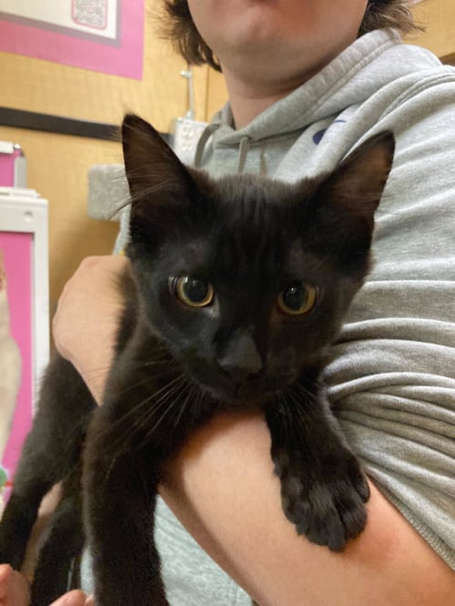 QUIL - MALE KITTEN
