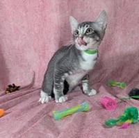 Ronan - male kitten - Photo 3