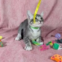 Ronan - male kitten - Photo 4