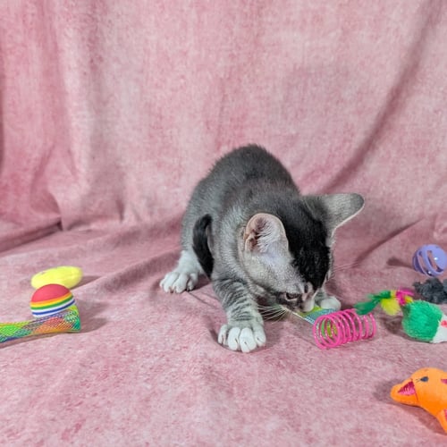 RONAN - MALE KITTEN - Tabby available for adoption