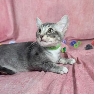Ronan - male kitten Image