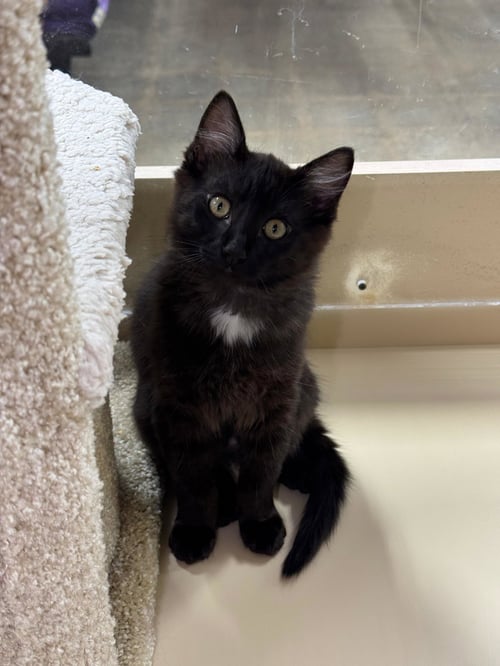 JACOB - MALE KITTEN