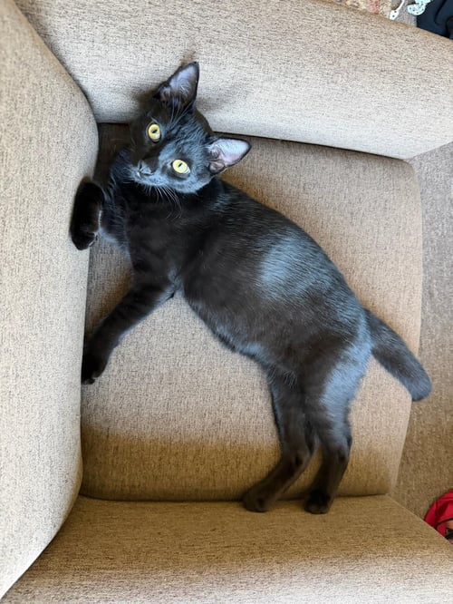 EMBRY - TEEN KITTEN - Domestic Short Hair available for adoption