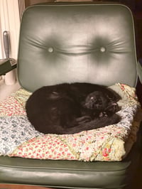 Embry - teen kitten - Photo 3