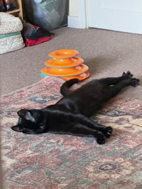 Embry - teen kitten - Photo 2
