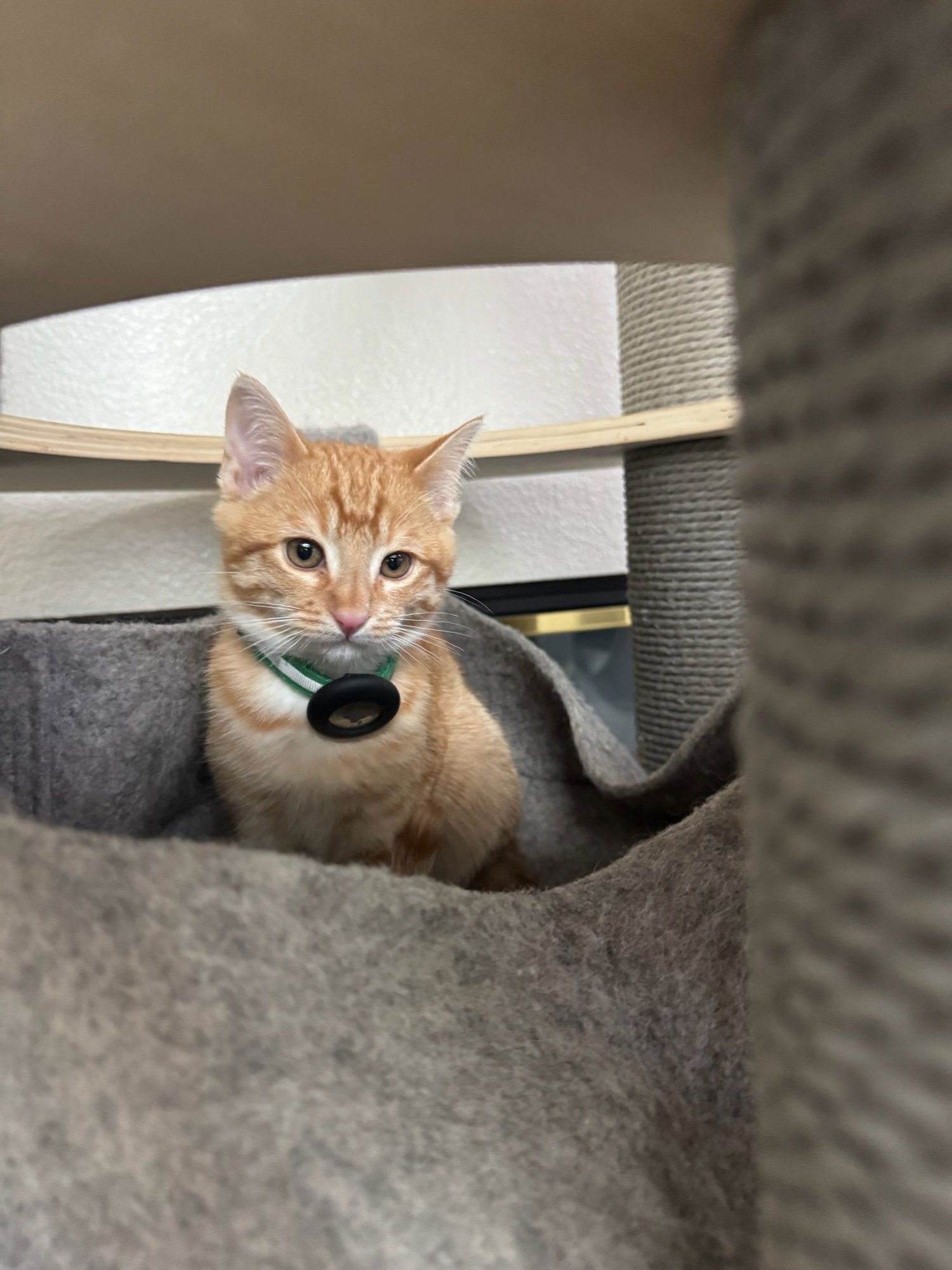 GARFIELD - MALE KITTEN - Tabby for adoption in Sunnyvale