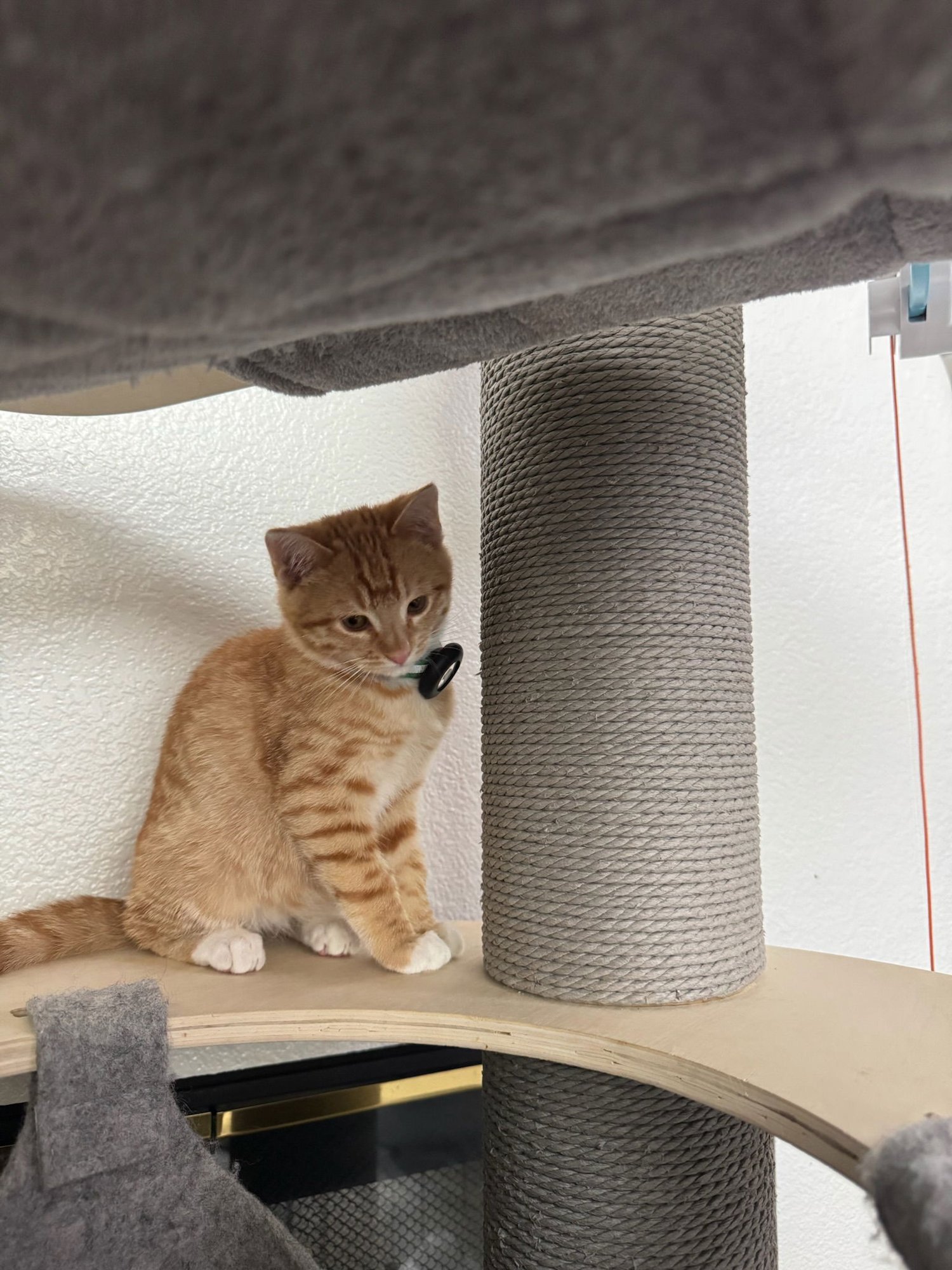 Garfield - male kitten - Photo 2