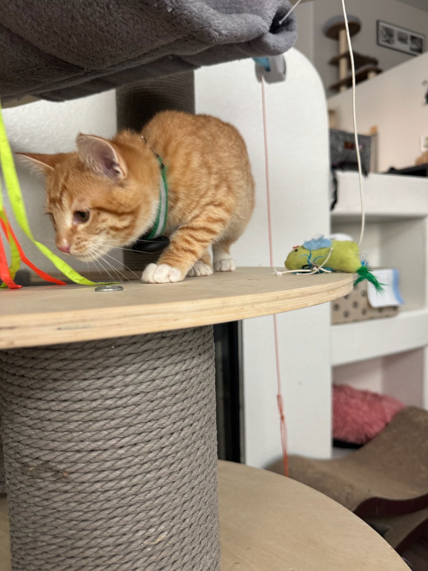 Garfield - male kitten - Photo 3