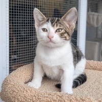 Sprite - male kitten - Photo 1