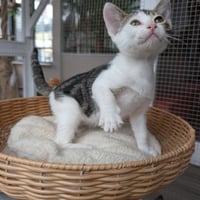 Sprite - male kitten - Photo 2