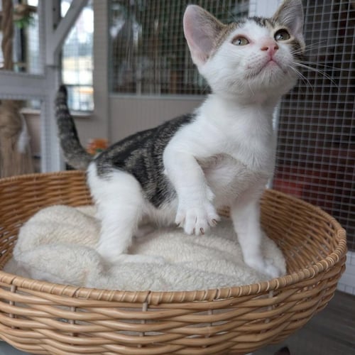 SPRITE - MALE KITTEN - Tabby available for adoption