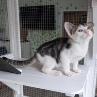 Sprite - male kitten - Photo 3