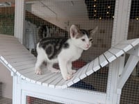 Sprite - male kitten - Photo 4