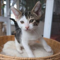 Sprite - male kitten - Photo 5