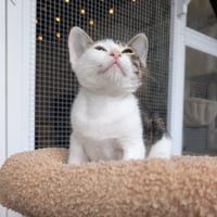 Sprite - male kitten - Photo 6