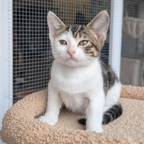 SPRITE - MALE KITTEN