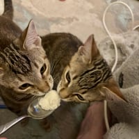 Ron & Ruby - bonded siblings - Photo 2