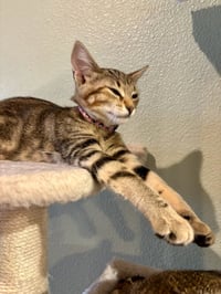 Ron & Ruby - bonded siblings - Photo 4