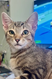 Ron & Ruby - bonded siblings - Photo 3