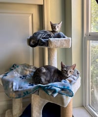 Ron & Ruby - bonded siblings - Photo 6