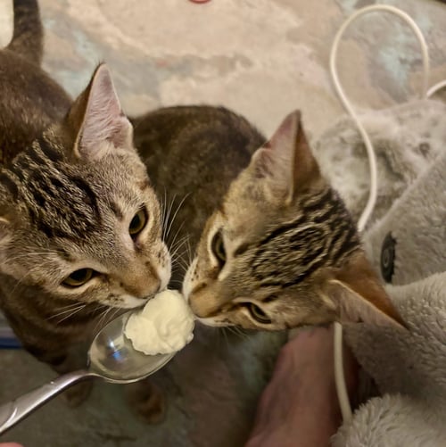 RON & RUBY - BONDED SIBLINGS - Tabby available for adoption