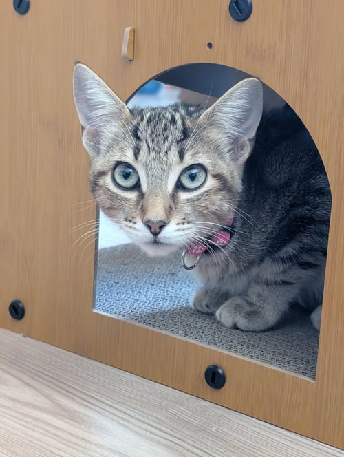 RON & RUBY - BONDED SIBLINGS - Tabby available for adoption