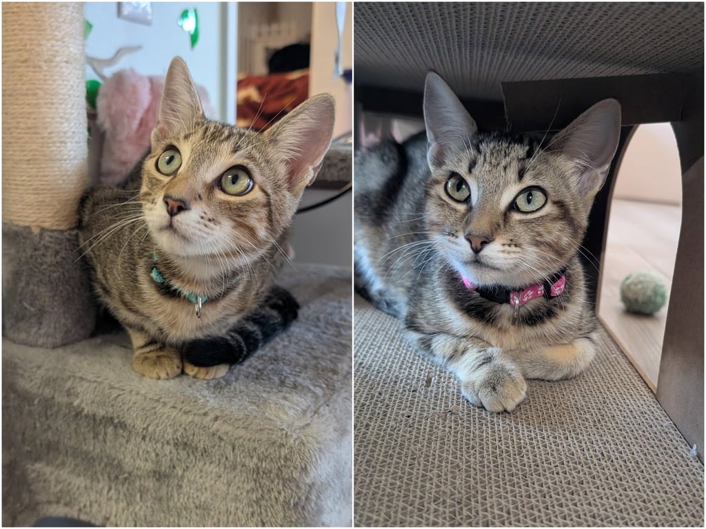 Ron & Ruby - bonded siblings Image