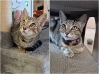 Ron & Ruby - bonded siblings - Photo 1