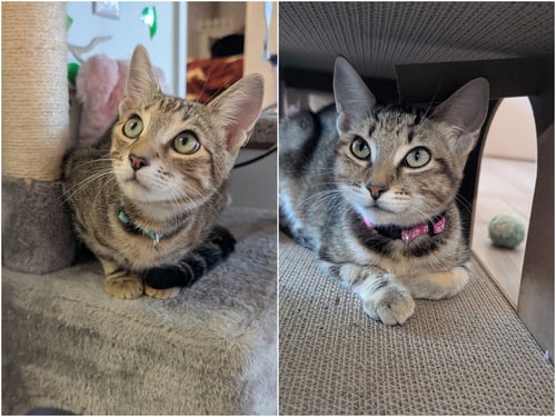 RON & RUBY - BONDED SIBLINGS - Tabby available for adoption