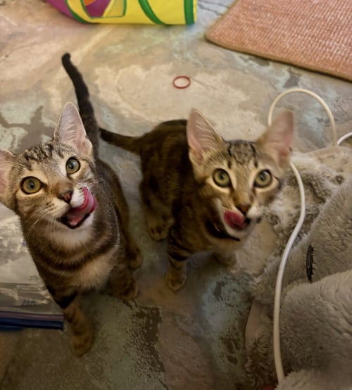 RON & RUBY - BONDED SIBLINGS - Tabby available for adoption