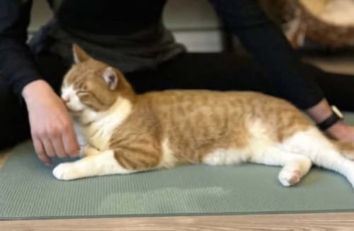 MR. T - SENIOR - Tabby available for adoption