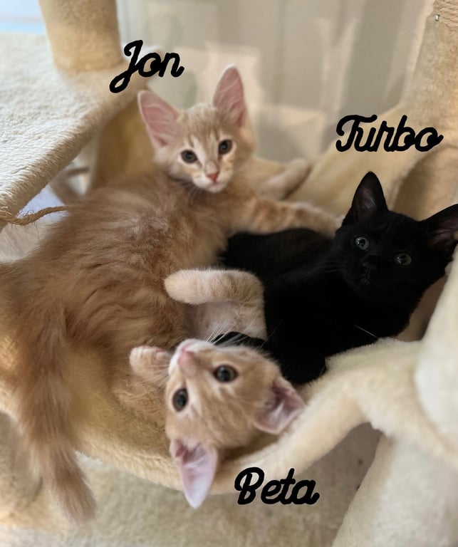 Jon & Beta - Bonded brother kittens Image