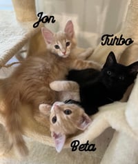 Jon & Beta - Bonded brother kittens - Photo 1
