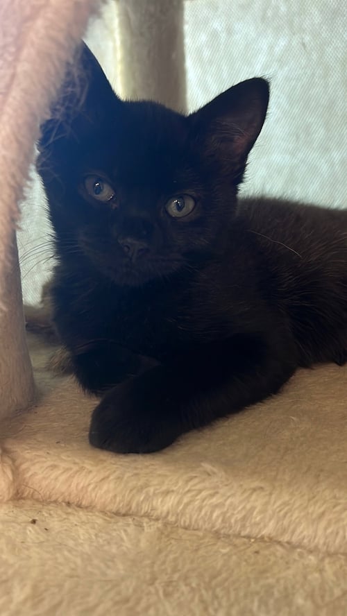 JON & BETA - BONDED BROTHER KITTENS - Domestic Short Hair available for adoption