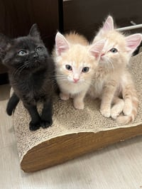 Jon & Beta - Bonded brother kittens - Photo 4