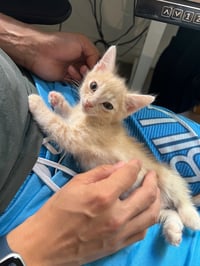Jon & Beta - Bonded brother kittens - Photo 5