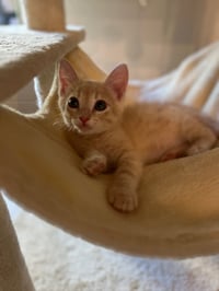 Jon & Beta - Bonded brother kittens - Photo 6
