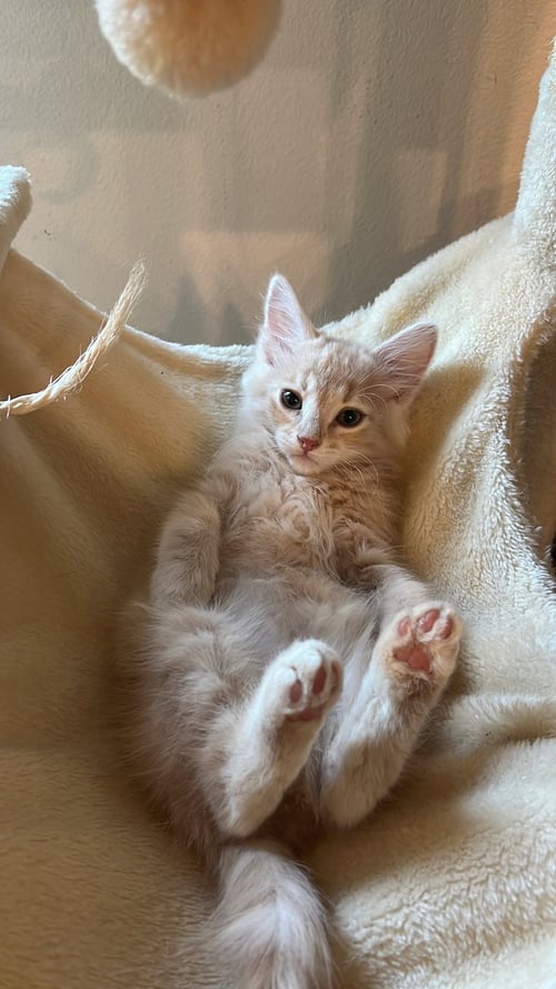JON & BETA - BONDED BROTHER KITTENS - Domestic Short Hair available for adoption